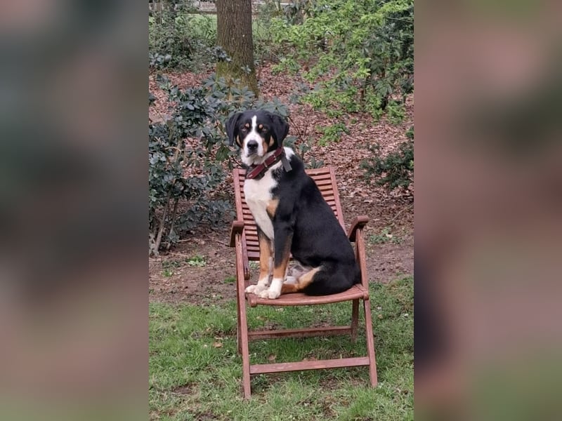 Appenzeller Sennenhund Deckrüde