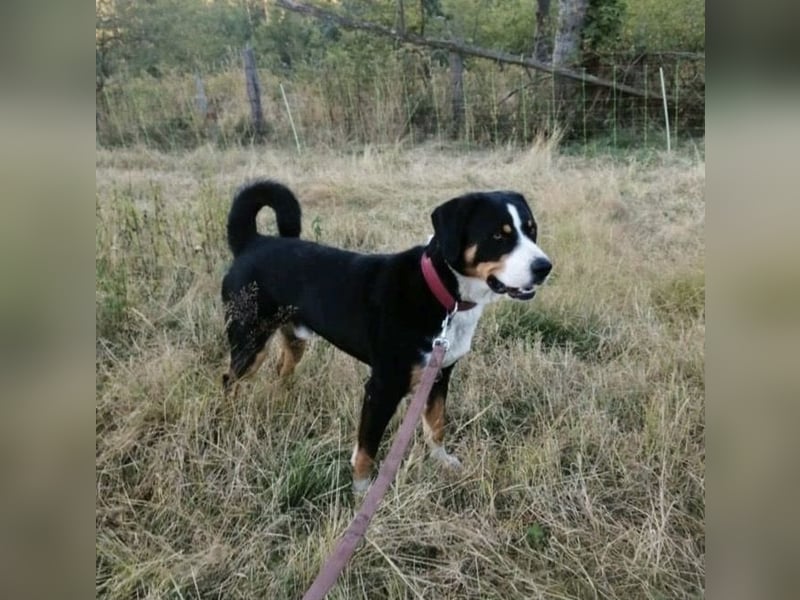 Appenzeller Sennenhund Deckrüde