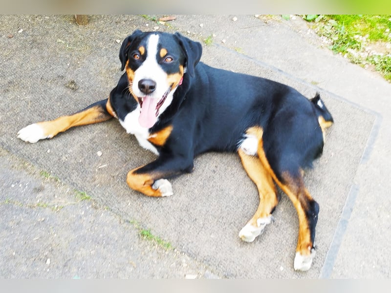 Appenzeller Sennenhund Shadow sucht ein liebevolles neues Zuhause