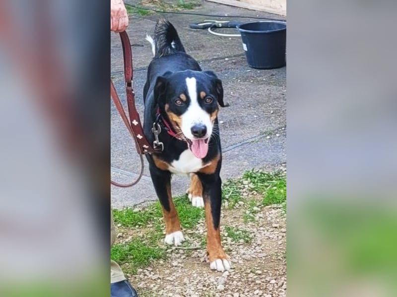 Appenzeller Sennenhund Shadow sucht ein liebevolles neues Zuhause