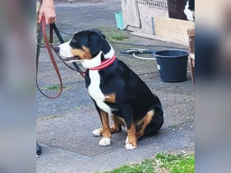 Appenzeller Sennenhund Shadow sucht ein liebevolles neues Zuhause