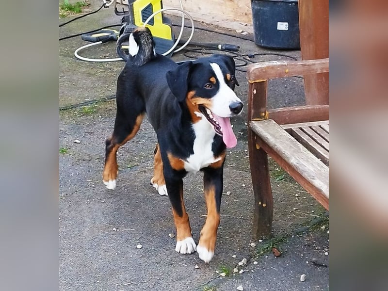 Appenzeller Sennenhund Shadow sucht ein liebevolles neues Zuhause