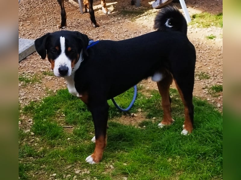 Appenzeller Sennenhund Shadow sucht ein liebevolles neues Zuhause