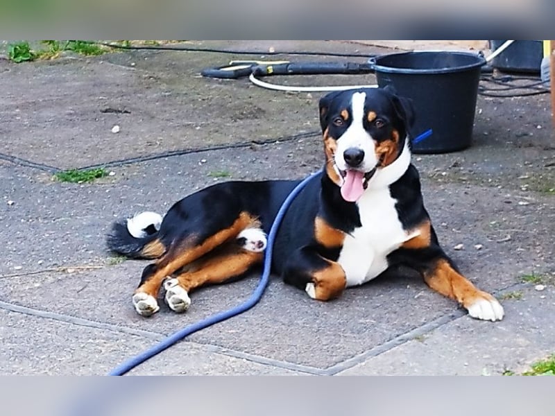 Appenzeller Sennenhund Shadow sucht ein liebevolles neues Zuhause