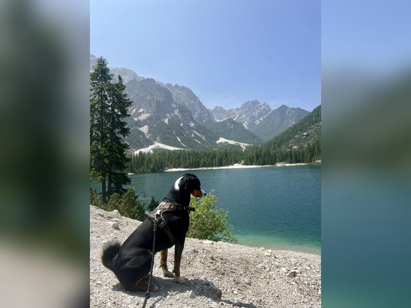 Deckrüde Appenzeller Sennenhund