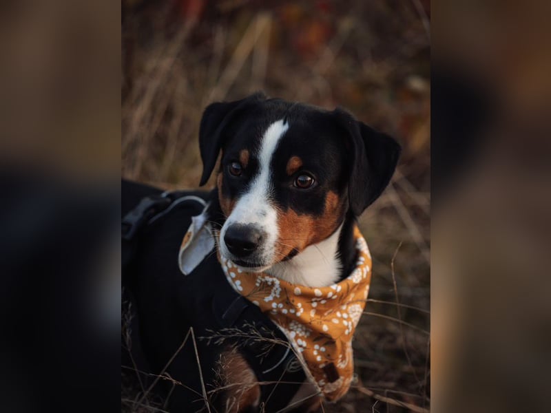 Deckrüde Appenzeller Sennenhund