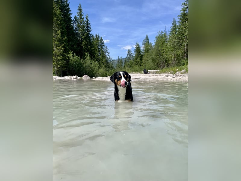 Deckrüde Appenzeller Sennenhund