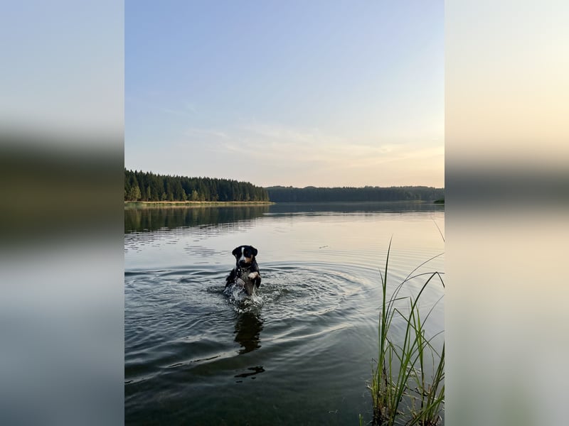 Deckrüde Appenzeller Sennenhund