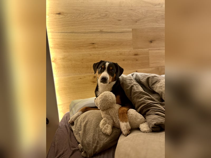 Deckrüde Appenzeller Sennenhund
