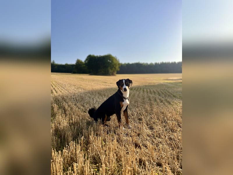 Deckrüde Appenzeller Sennenhund