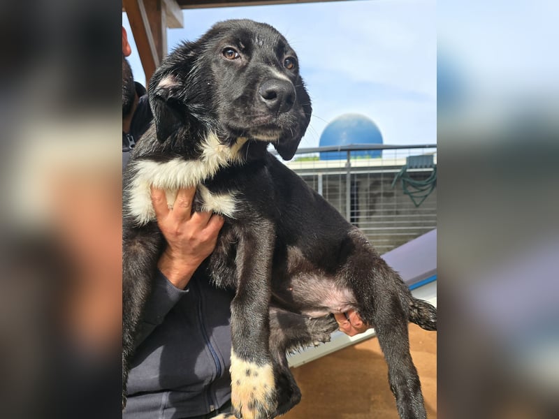 Tessa: möchte spielen, toben, lernen