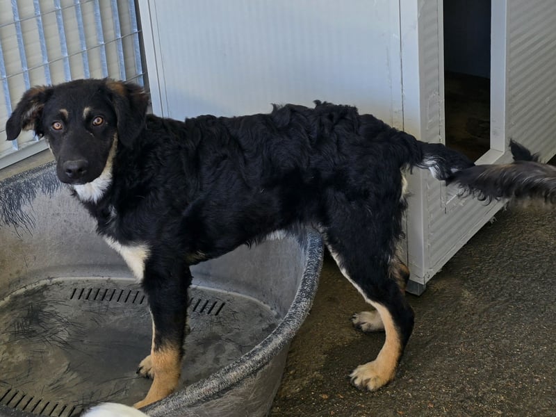 Castagniola: wann darf ich über Wiesen laufen?