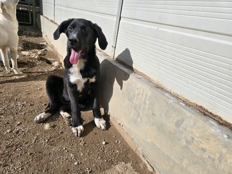 Tessa: möchte spielen, toben, lernen