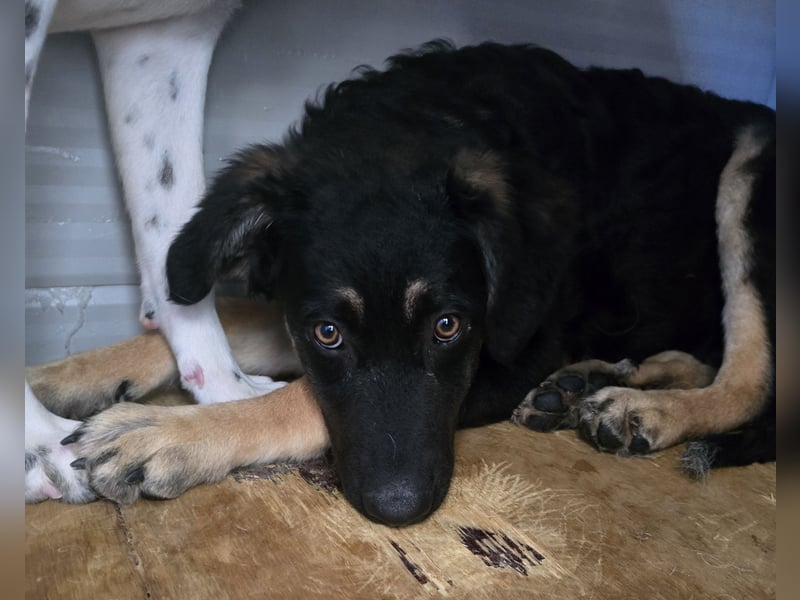 Castagniola: wann darf ich über Wiesen laufen?