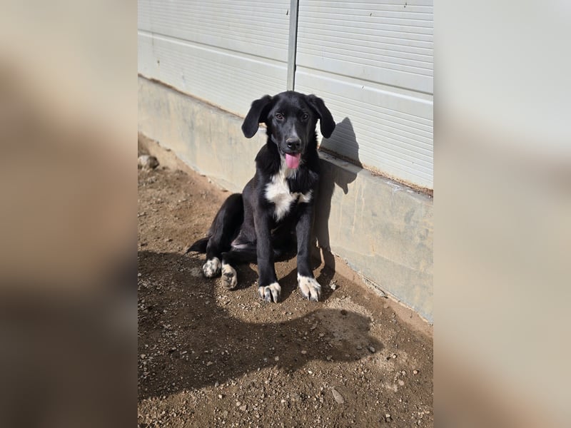 Tessa: möchte spielen, toben, lernen