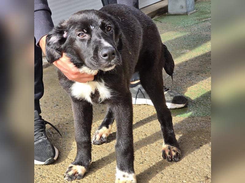 Tessa: möchte spielen, toben, lernen