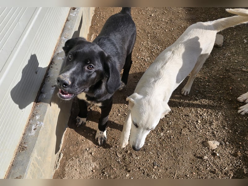 Tessa: möchte spielen, toben, lernen