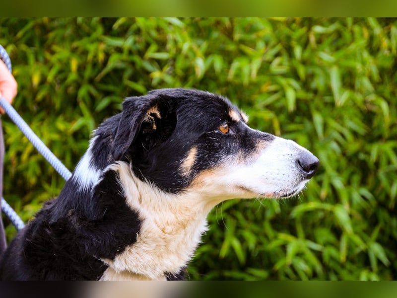 Unkomplizierter toller Rüde –> sucht ein Zuhause ~> GIUSEPPE