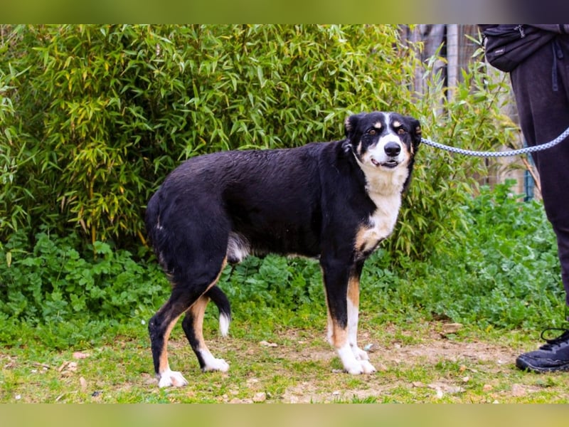 Unkomplizierter toller Rüde –> sucht ein Zuhause ~> GIUSEPPE