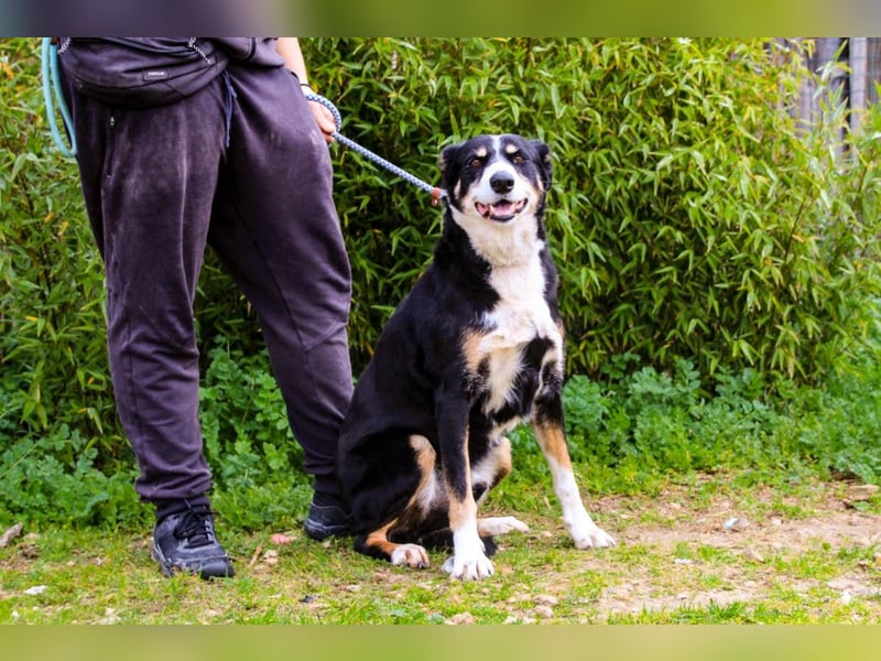 Unkomplizierter toller Rüde –> sucht ein Zuhause ~> GIUSEPPE