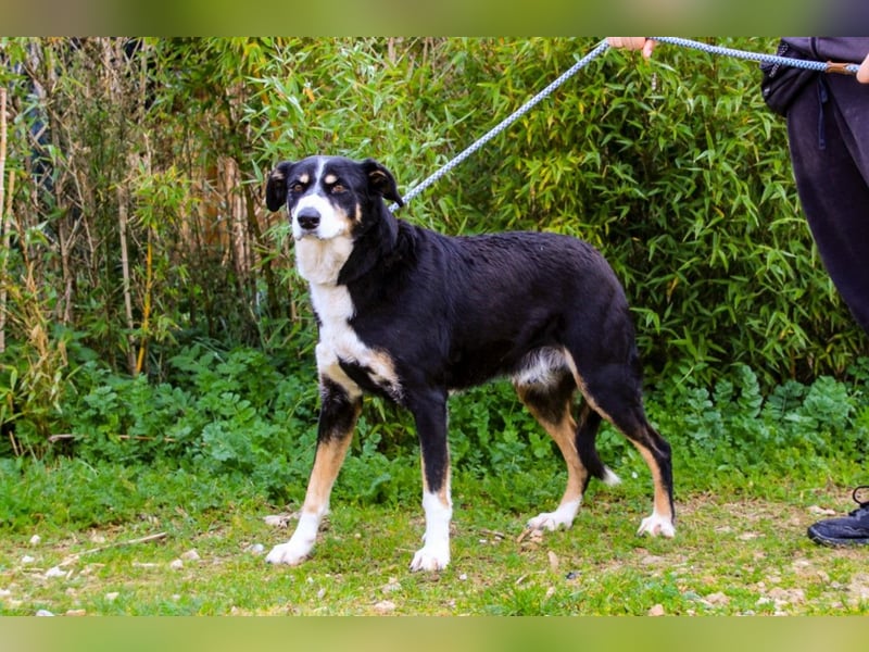 Unkomplizierter toller Rüde –> sucht ein Zuhause ~> GIUSEPPE