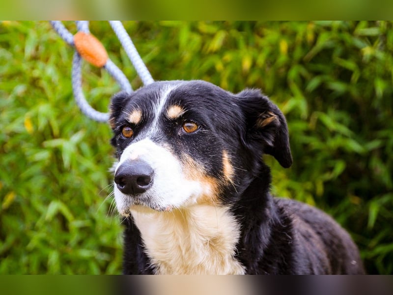 Unkomplizierter toller Rüde –> sucht ein Zuhause ~> GIUSEPPE