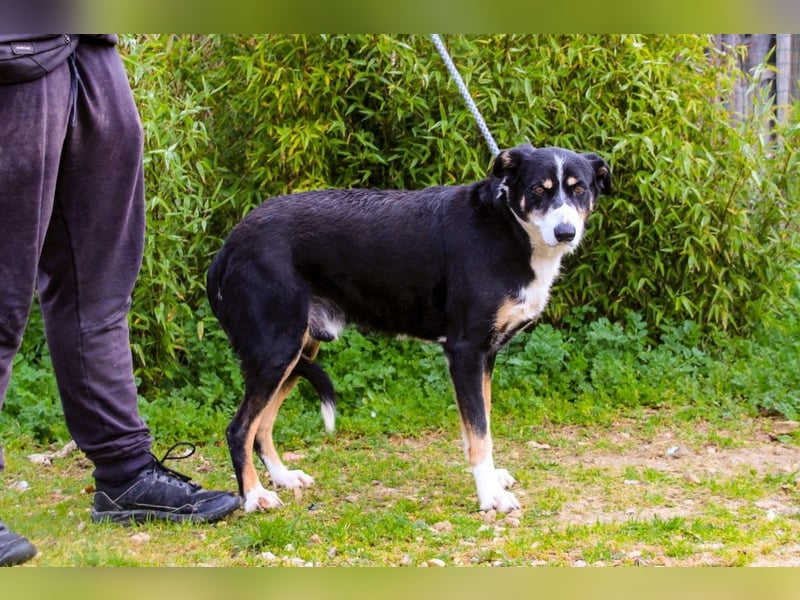 Unkomplizierter toller Rüde –> sucht ein Zuhause ~> GIUSEPPE