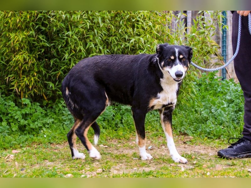 Unkomplizierter toller Rüde –> sucht ein Zuhause ~> GIUSEPPE