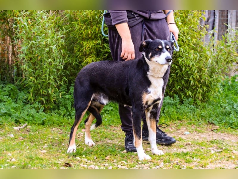 Unkomplizierter toller Rüde –> sucht ein Zuhause ~> GIUSEPPE