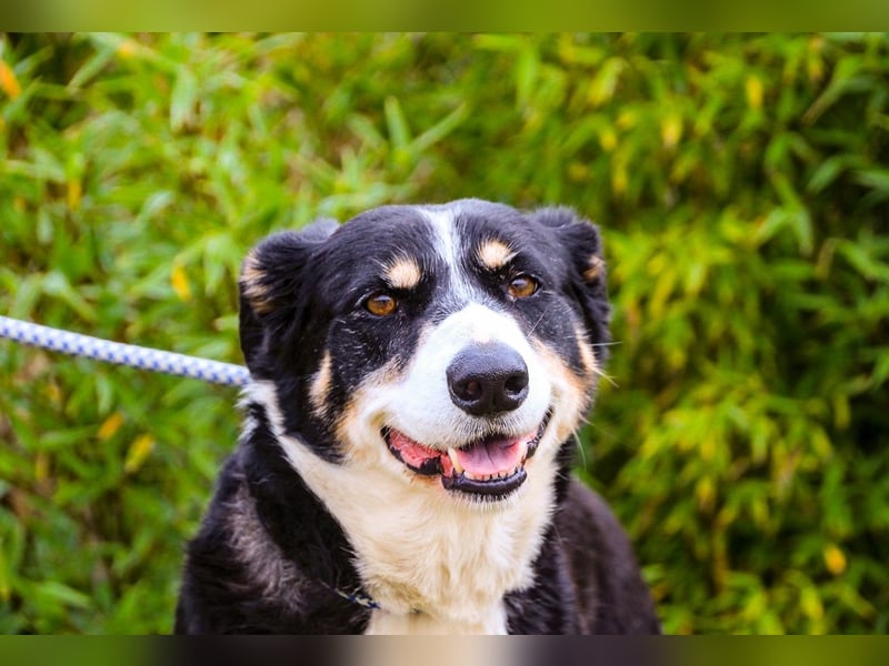 Unkomplizierter toller Rüde –> sucht ein Zuhause ~> GIUSEPPE