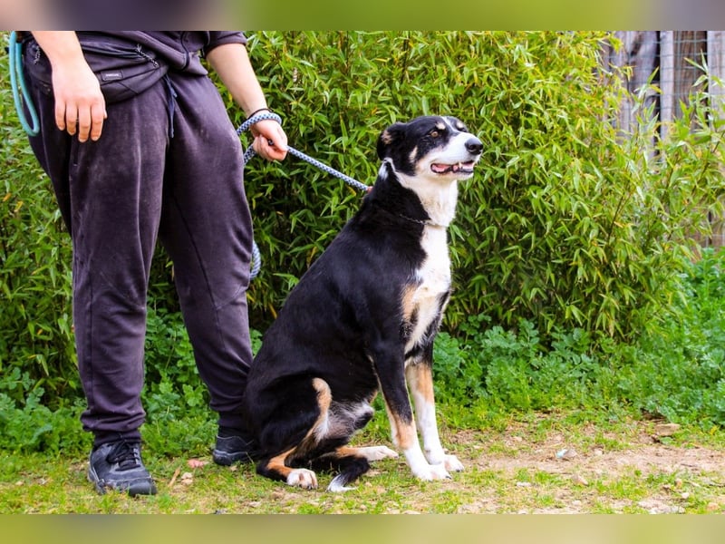 Unkomplizierter toller Rüde –> sucht ein Zuhause ~> GIUSEPPE