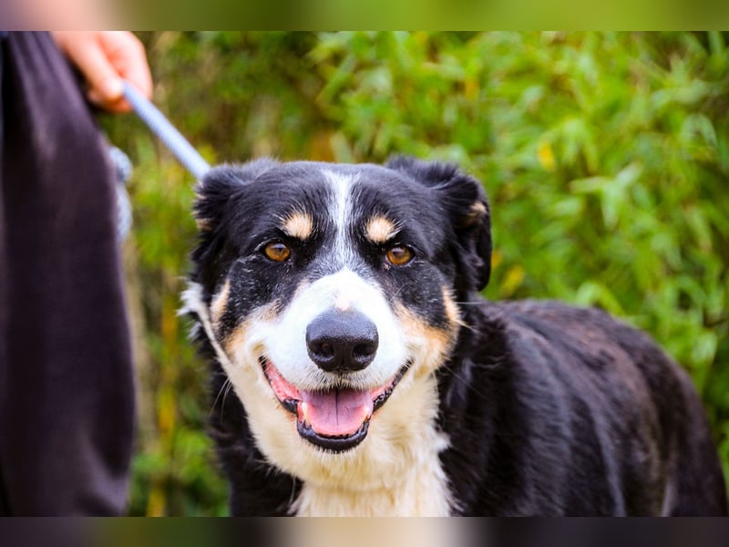 Unkomplizierter toller Rüde –> sucht ein Zuhause ~> GIUSEPPE