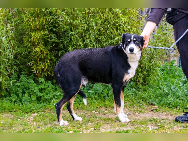 Unkomplizierter toller Rüde –> sucht ein Zuhause ~> GIUSEPPE