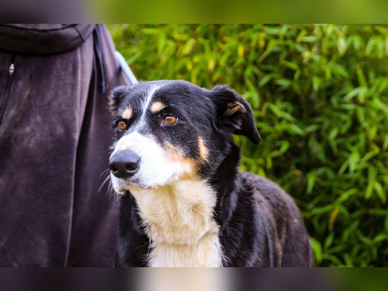 Unkomplizierter toller Rüde –> sucht ein Zuhause ~> GIUSEPPE