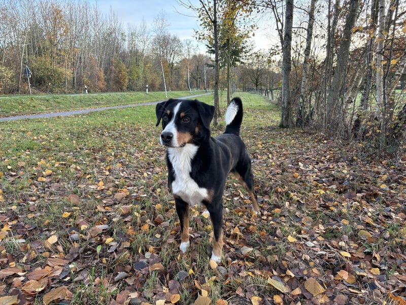Sehr schöner und ehrgeiziger Deckrüde Zuchtrüde mit Erfahrung Appenzeller Sennenhund reinrassig