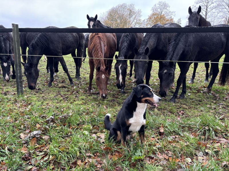 Sehr schöner und ehrgeiziger Deckrüde Zuchtrüde mit Erfahrung Appenzeller Sennenhund reinrassig