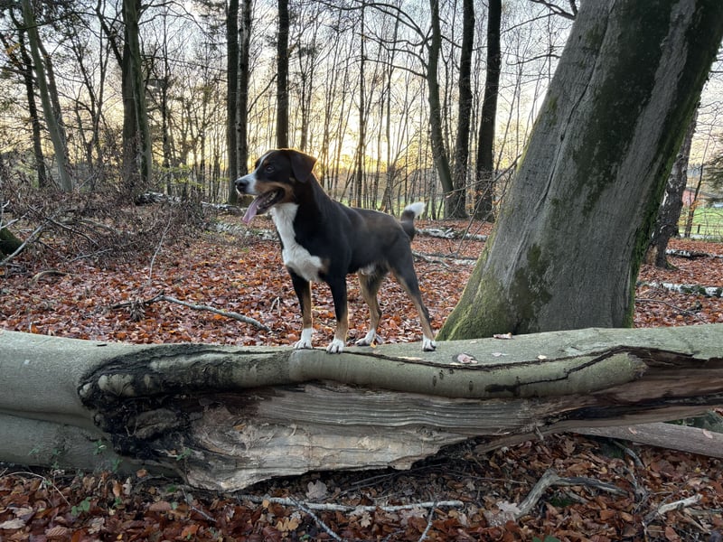 Sehr schöner und ehrgeiziger Deckrüde Zuchtrüde mit Erfahrung Appenzeller Sennenhund reinrassig