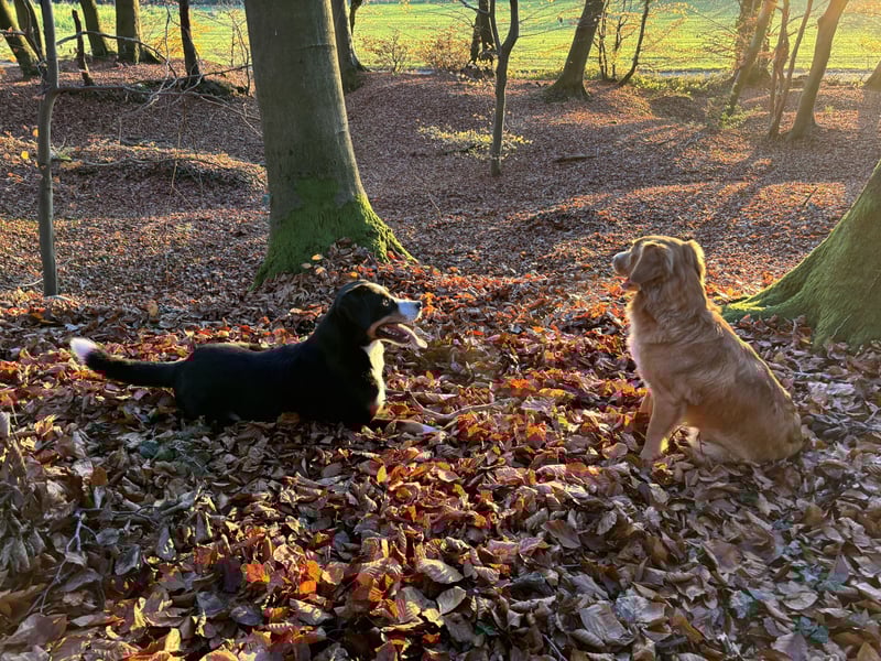 Sehr schöner und ehrgeiziger Deckrüde Zuchtrüde mit Erfahrung Appenzeller Sennenhund reinrassig