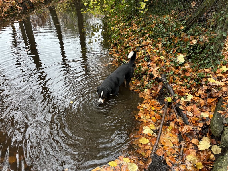 Sehr schöner und ehrgeiziger Deckrüde Zuchtrüde mit Erfahrung Appenzeller Sennenhund reinrassig