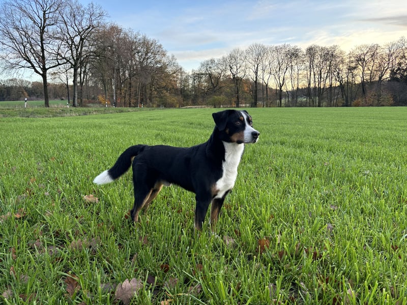 Sehr schöner und ehrgeiziger Deckrüde Zuchtrüde mit Erfahrung Appenzeller Sennenhund reinrassig
