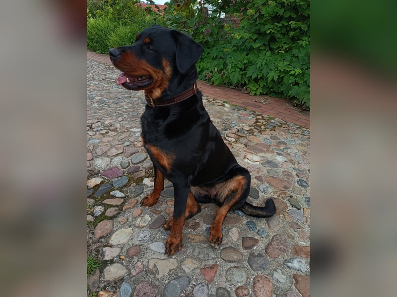 Appenzeller-Rottweilerhündin