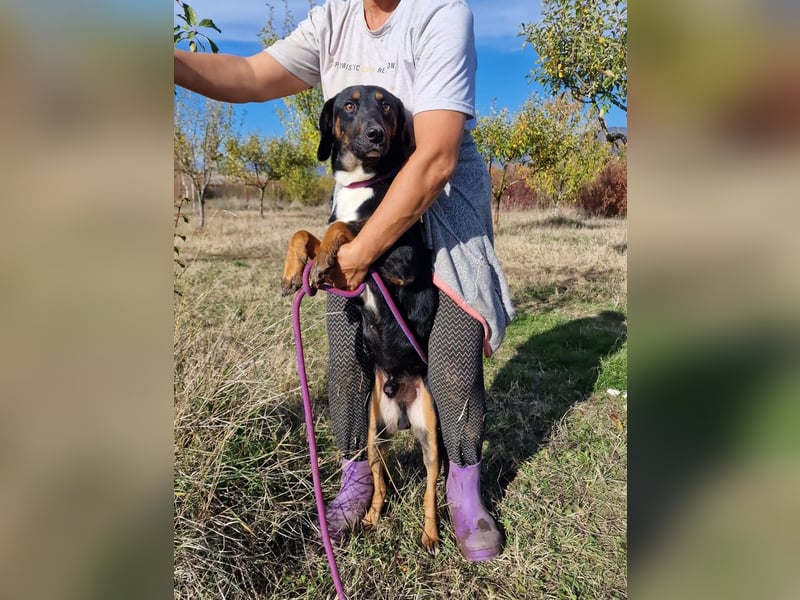 Miki, lieber Mischlingsrüde, ca. 2023 geboren, gut verträglich, aktiv