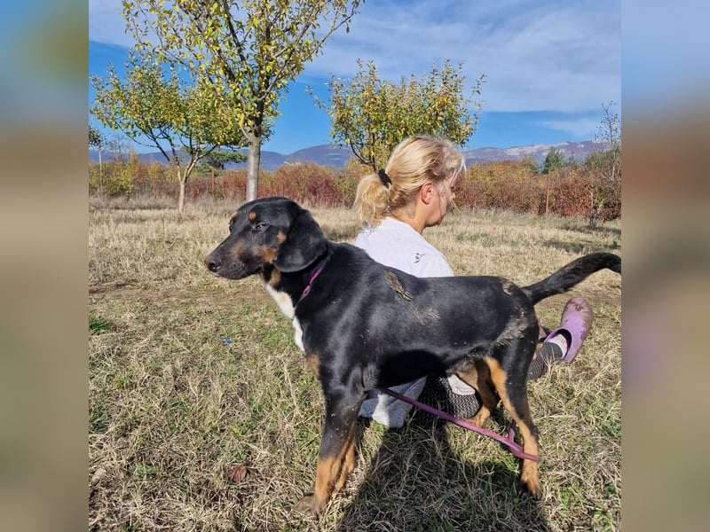 Miki, lieber Mischlingsrüde, ca. 2023 geboren, gut verträglich, aktiv