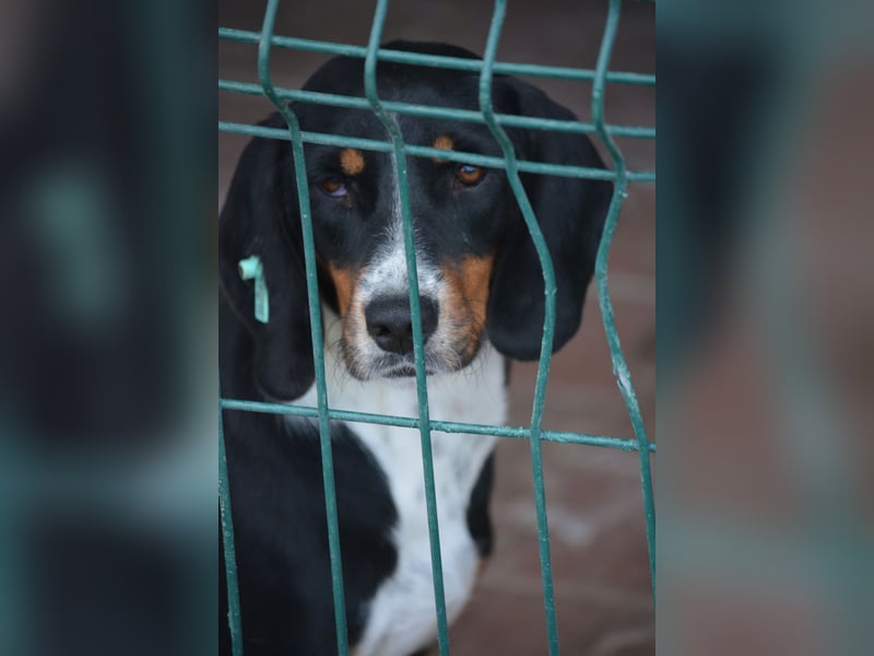 Liebe Mischlingshündin „Rosalie“, ca. 2022/2023 geb., gut verträglich