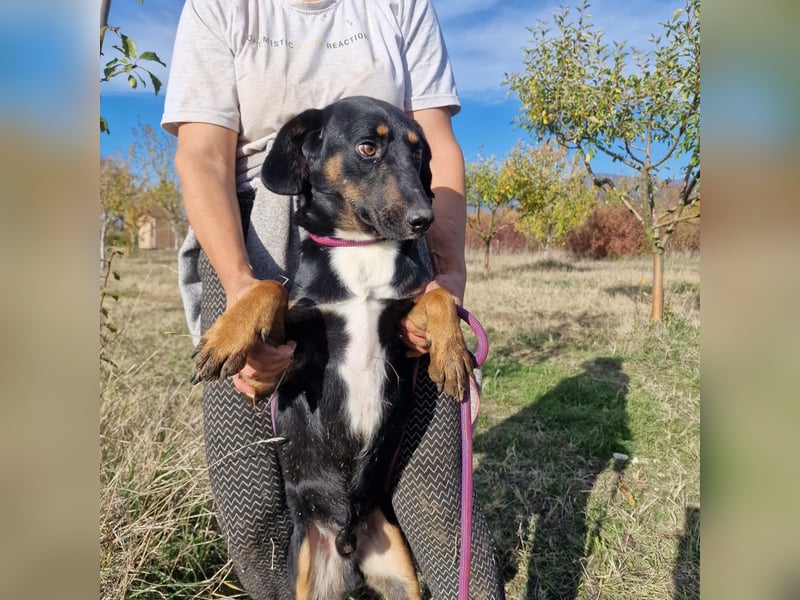 Miki, lieber Mischlingsrüde, ca. 2023 geboren, gut verträglich, aktiv