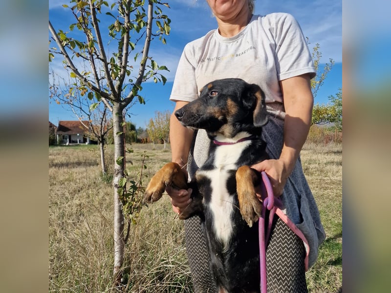 Miki, lieber Mischlingsrüde, ca. 2023 geboren, gut verträglich, aktiv