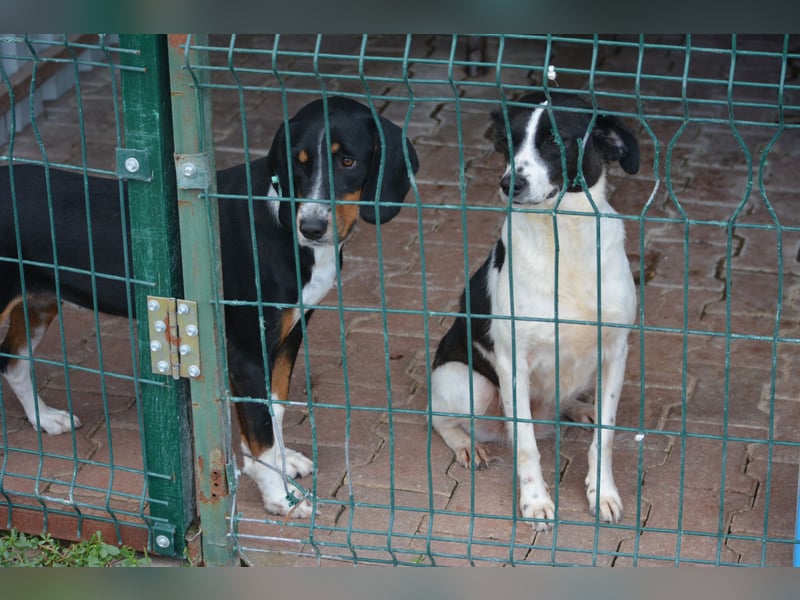 Liebe Mischlingshündin „Rosalie“, ca. 2022/2023 geb., gut verträglich