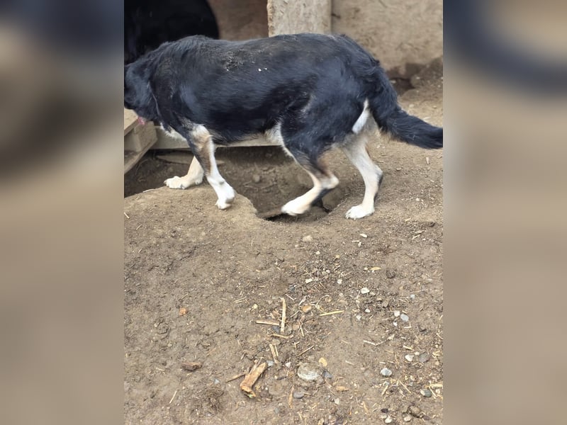 Benni - wartet schon sooo lange