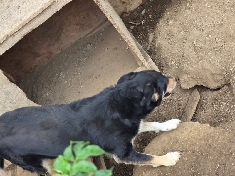 Benni - wartet schon sooo lange