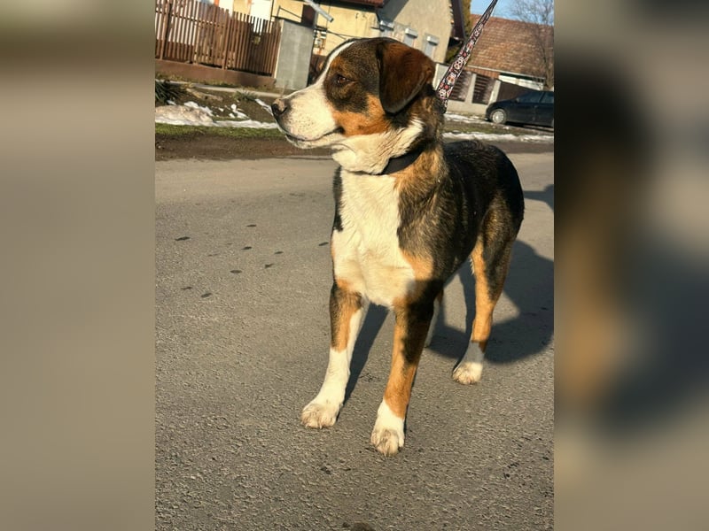 Nova, geboren 03.2025, 58cm sucht ihre Familie